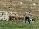 Чемпионат классических овчарок в Микере (Соединённые Штаты Америки)